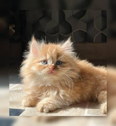 Persian breed kittens for sale Cash on delivery available
