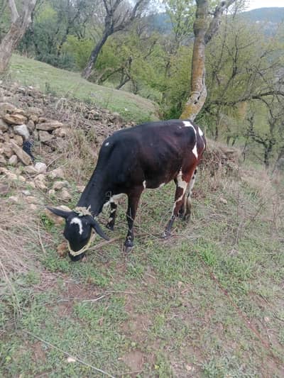 bachri far sale qurbani k leya tiyar hn