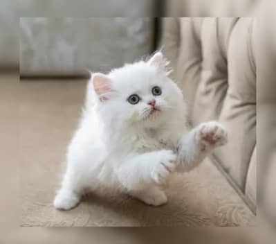 Persian breed kittens for sale Cash on delivery available