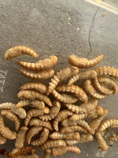 High protein fish feed Mealworm 50 Pcs Rs. 1250-koi fish- Isb COD