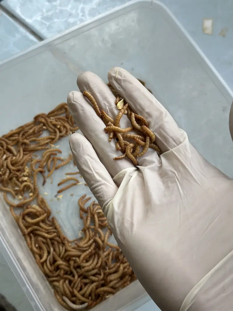 High protein fish feed Mealworm 50 Pcs Rs. 1250-koi fish- Isb COD — photo 2