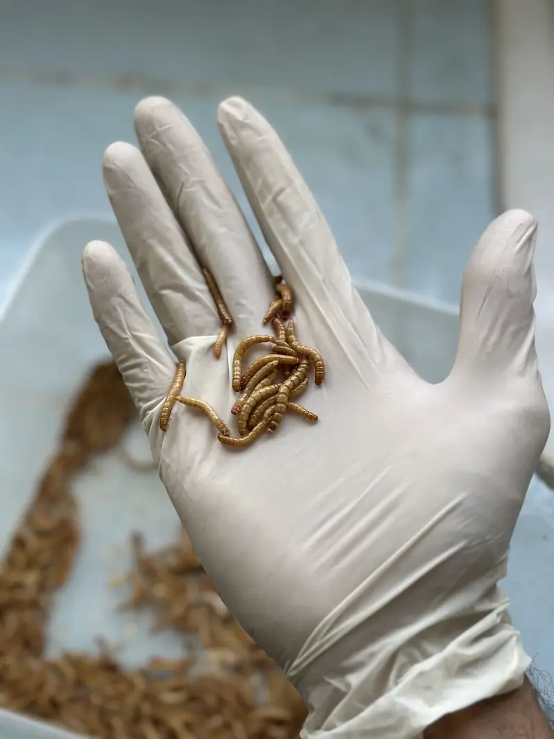 High protein fish feed Mealworm 50 Pcs Rs. 1250-koi fish- Isb COD — photo 3