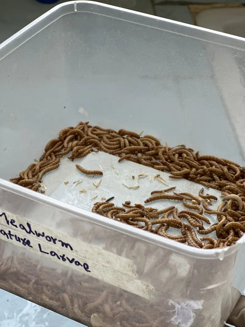 High protein fish feed Mealworm 50 Pcs Rs. 1250-koi fish- Isb COD — photo 4