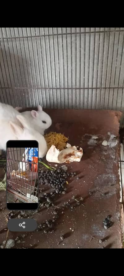 rabbit's child  hotdwarf