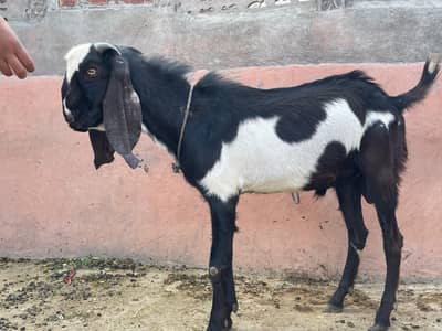 Healthy and active Goat Black with white spots available for sale.