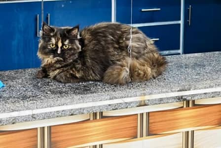 Norwegian forest cat