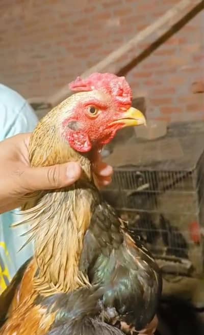 Turkishint aseel , Burma aseel , Vait x saigon aseel  , aseel hens