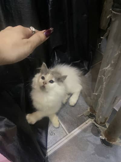 persian kitten available