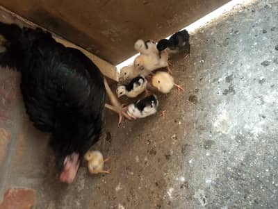 aseel burmi plus thi checks