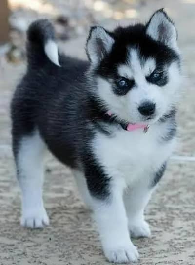 Siberian Husky puppy for sel