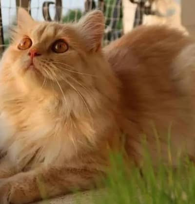 fawn and ginger colour Male Cat Very friendly and Very  Fluffy