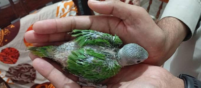 green parrot baby
