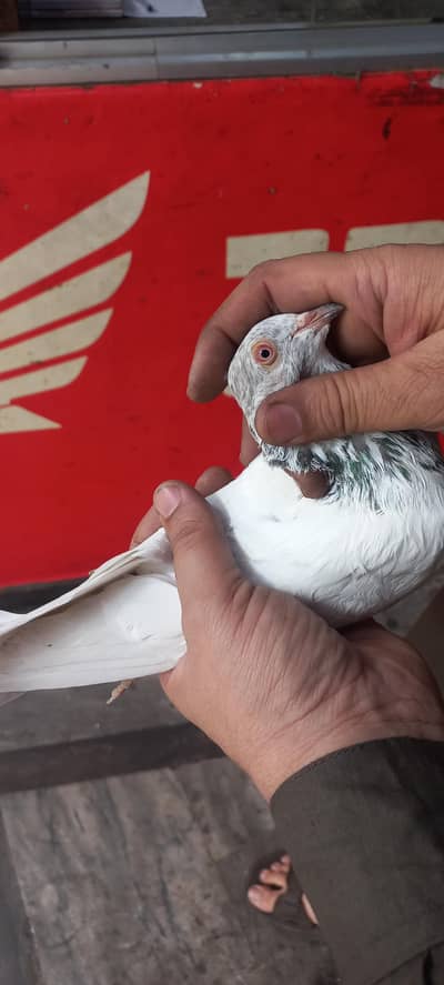 kamager mian shb walay