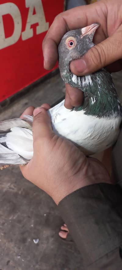 kamager mian shb walay