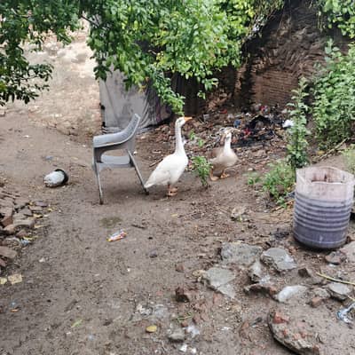 Long neack duks breader pair for sale  03092995282