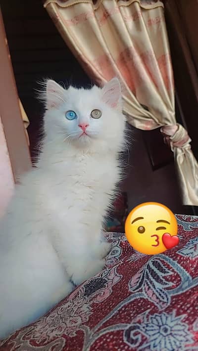 Persian triple coat/odd eyes/female kitten