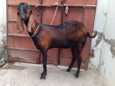 Bakri  Goat Female Bakri Goat