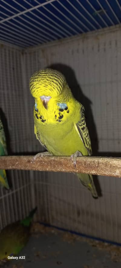 English Exhibition Chick's And King Size