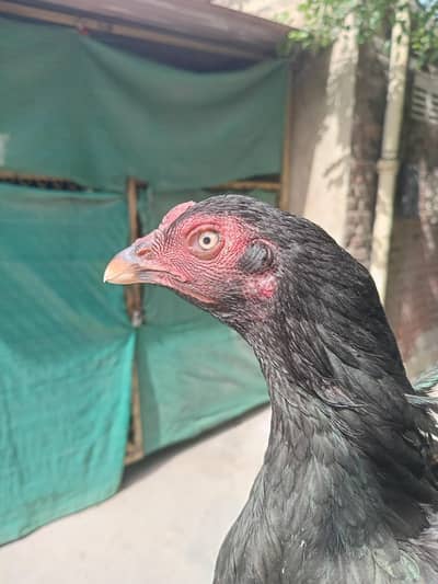 Aseel 2 female sindhi and mianwali and 1 with her 8 chicks