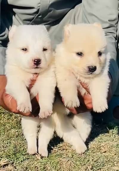 Russian Dogs / Russian pair / black nose puppy / Russian pair for sale