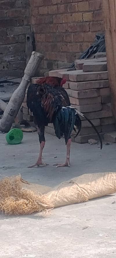 گھریلو اصیل بریڈر مرغے مرغیاں