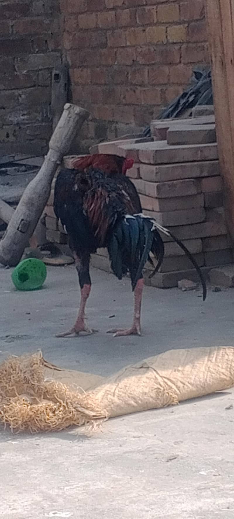 گھریلو اصیل بریڈر مرغے مرغیاں 0