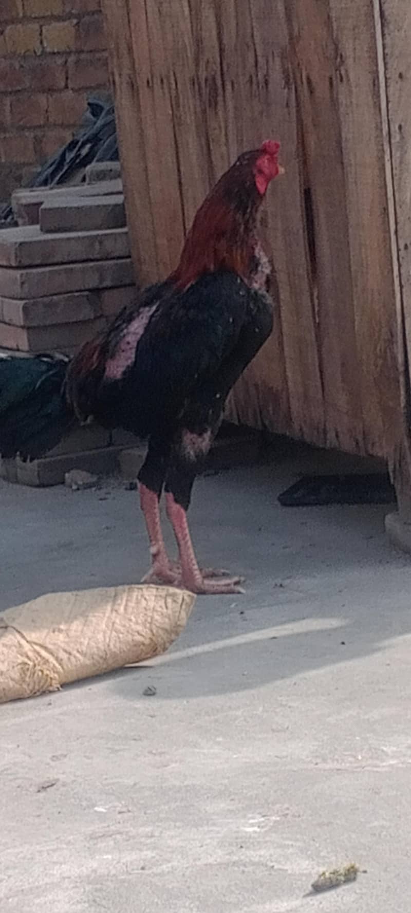 گھریلو اصیل بریڈر مرغے مرغیاں 1