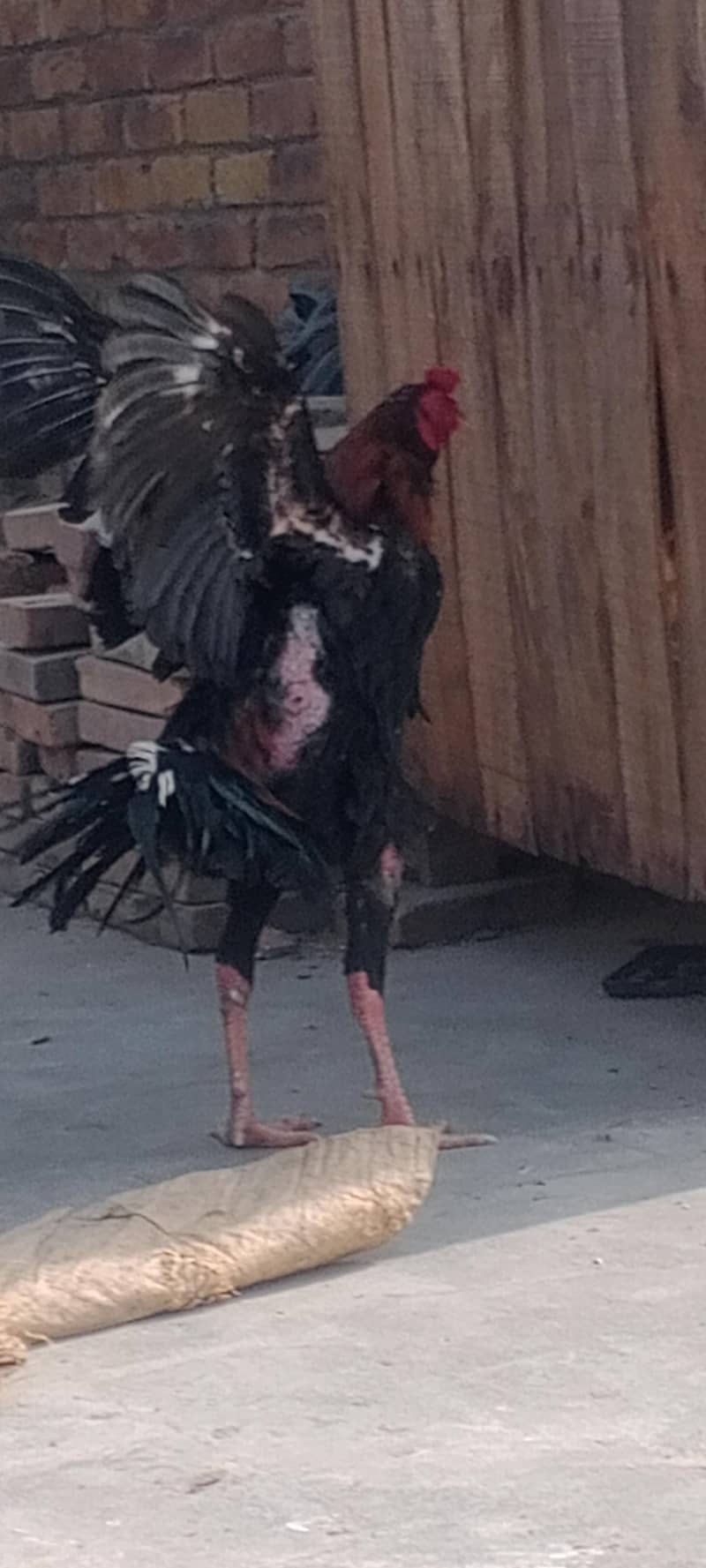 گھریلو اصیل بریڈر مرغے مرغیاں 2