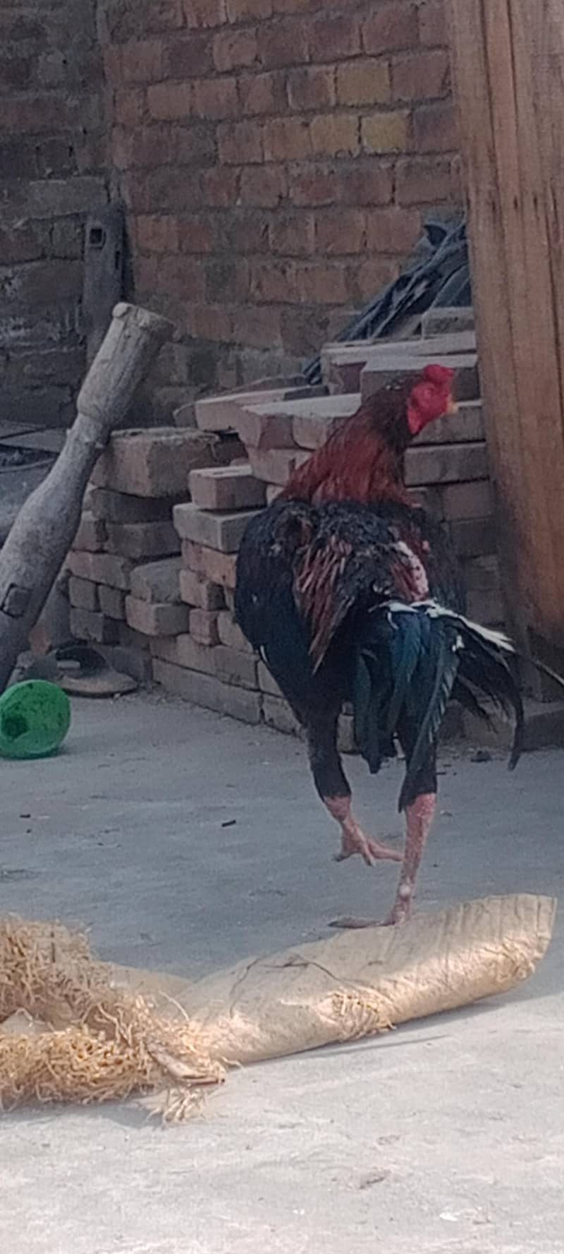 گھریلو اصیل بریڈر مرغے مرغیاں 3