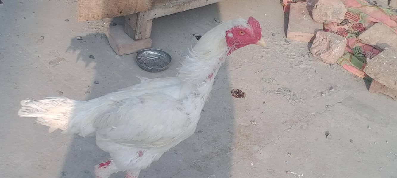 گھریلو اصیل بریڈر مرغے مرغیاں 5