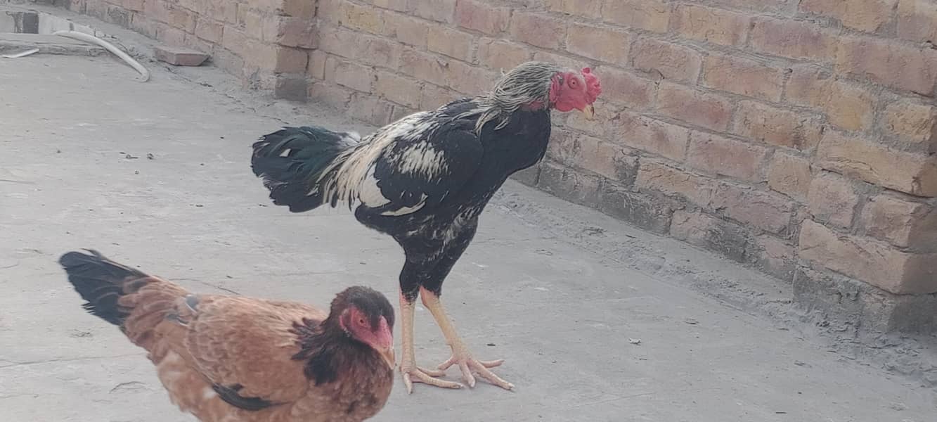 گھریلو اصیل بریڈر مرغے مرغیاں 6