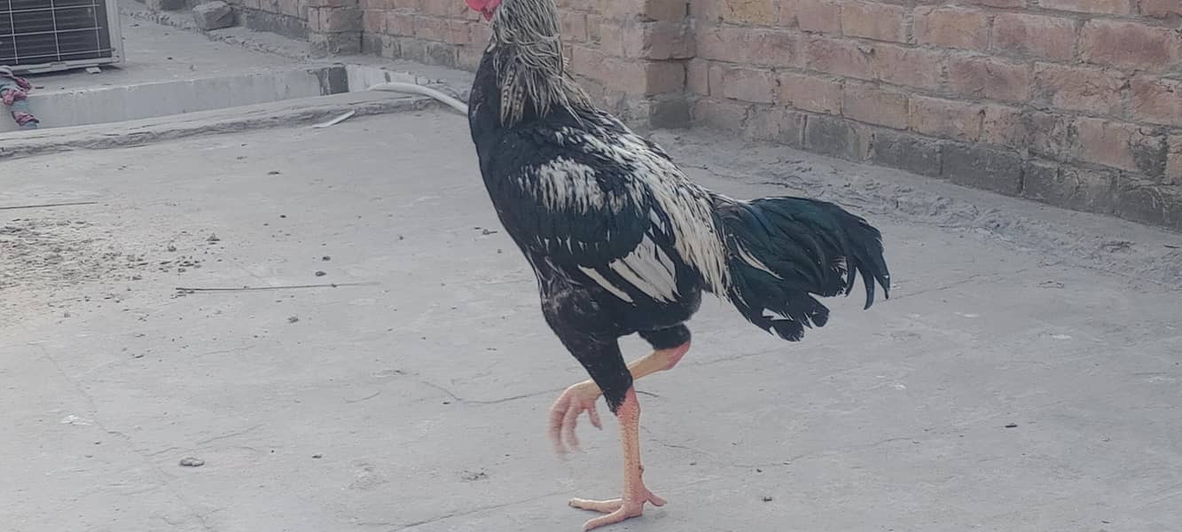 گھریلو اصیل بریڈر مرغے مرغیاں 8