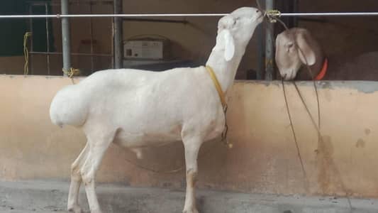 qurbani k lye dumba ha