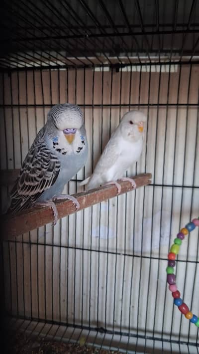 Exhibition Budgiee pairs