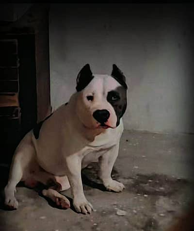 American bully puppies available