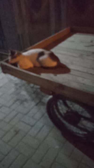 All mobile ok box not available condition 10 by 10