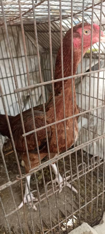 Aseel Mianwali Pair with Chicks