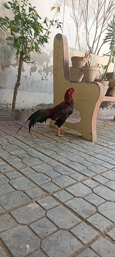 Aseel Mianwali Pair with Chicks