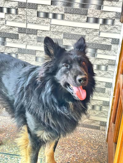 German Shepherd 3 Coat