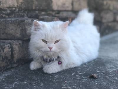 Pepersian Cat for sale urgent serious buyer contact kindly