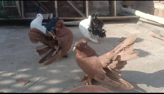 Red American & Black Tail