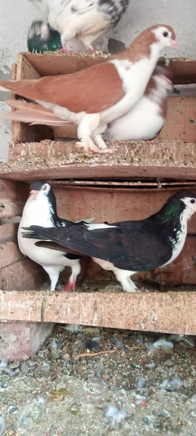 sale all kabotet all rs defrent