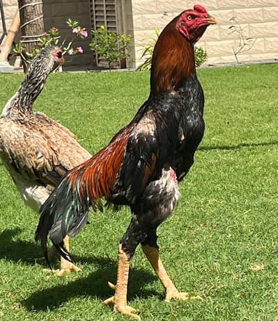 dragon Aseel male and OshamoOs females