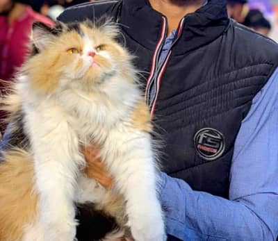 calico female 03043583306