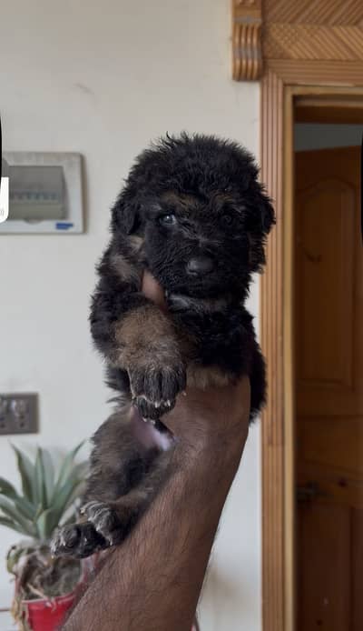 German shepard pupps
