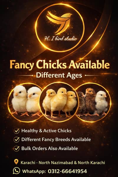 fancy hens chick available