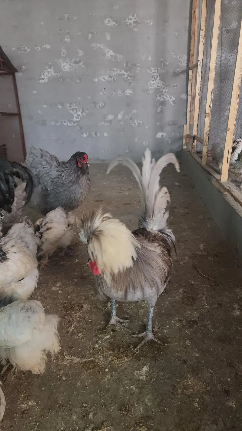 brahma and polish hen  chicks available — photo 6