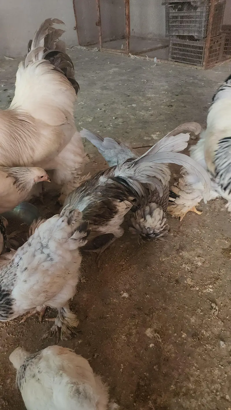 brahma and polish hen  chicks available — photo 7