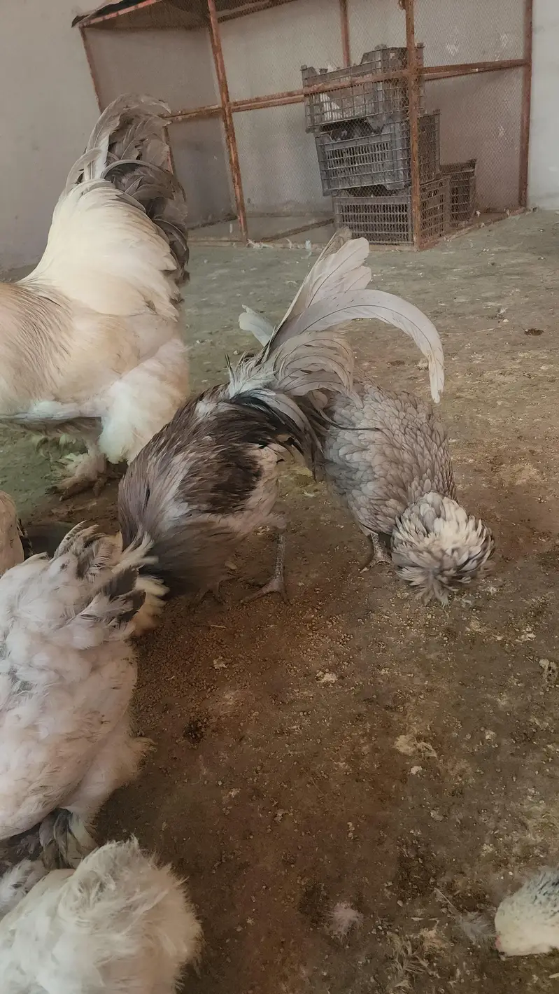 brahma and polish hen  chicks available — photo 8