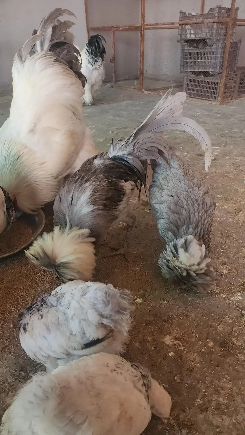 brahma and polish hen  chicks available — photo 9